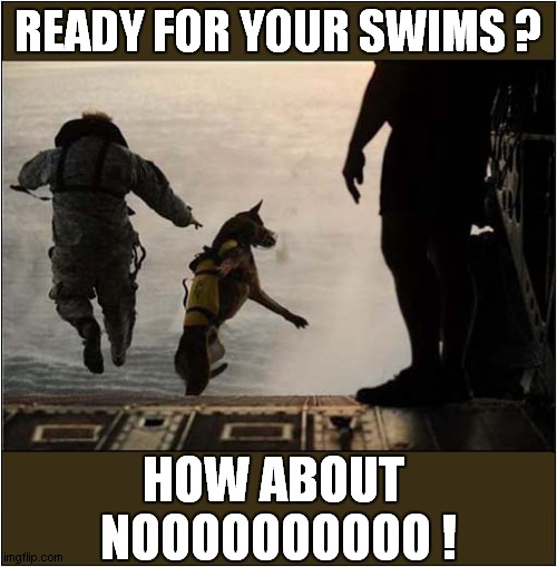 Dog Jumps Into The Sea ! | READY FOR YOUR SWIMS ? HOW ABOUT 
NOOOOOOOOOO ! | image tagged in dogs,helicopter,swimming | made w/ Imgflip meme maker