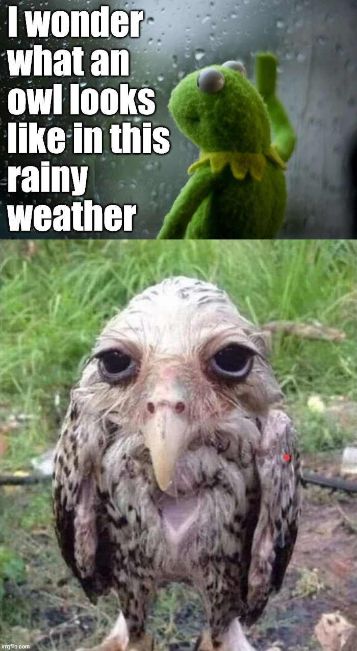 I wonder 
what an 
owl looks 
like in this 
rainy 
weather | image tagged in kermit window,cursed image | made w/ Imgflip meme maker