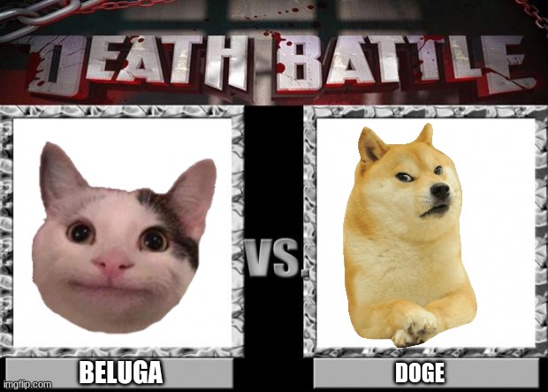 Stronk Cat vs Beluga() : r/DeathBattleMatchups