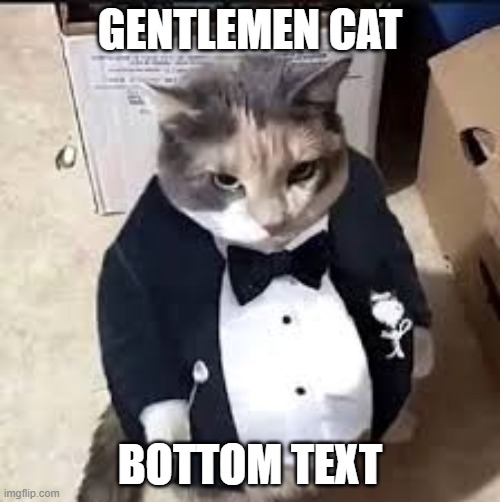 fat ass cat in a tux | GENTLEMEN CAT; BOTTOM TEXT | image tagged in fat ass cat in a tux | made w/ Imgflip meme maker