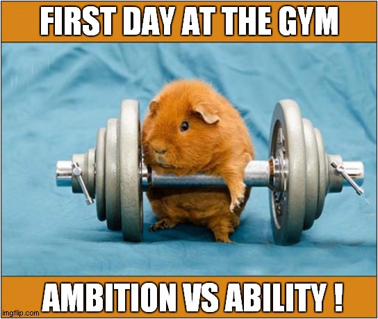 Weight Lifting Guinea Pig ! | FIRST DAY AT THE GYM; AMBITION VS ABILITY ! | image tagged in fun,guinea pig,weight lifting,ambition,ability | made w/ Imgflip meme maker