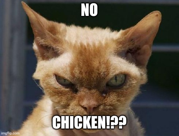 Mad Cat | NO CHICKEN!?? | image tagged in mad cat | made w/ Imgflip meme maker