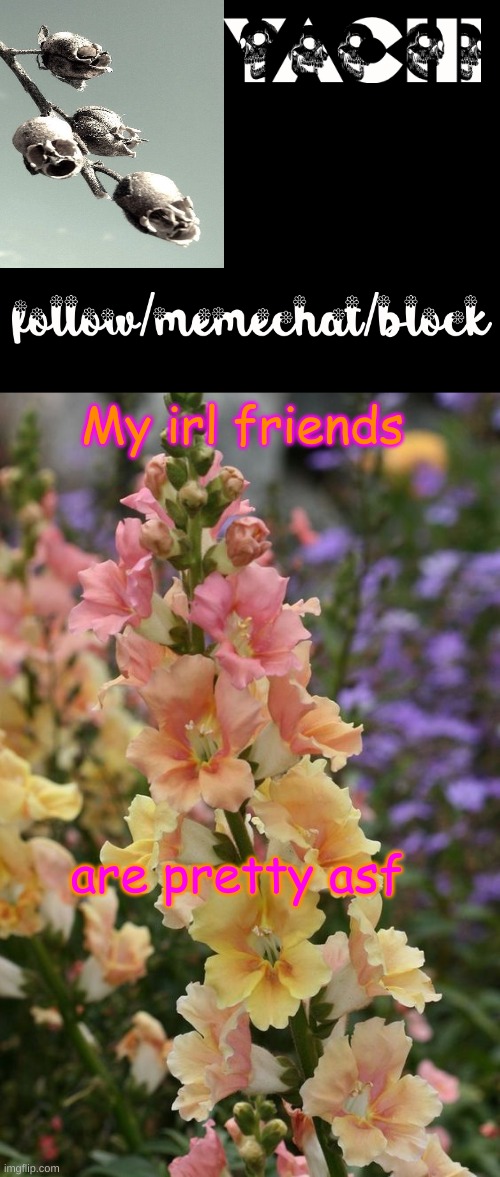 Yachi's snapdragon temp | My irl friends; are pretty asf | image tagged in yachi's snapdragon temp | made w/ Imgflip meme maker