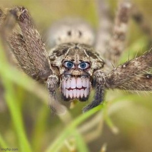 What the... | image tagged in memes,cursed image,cursed,spider,funny,funny memes | made w/ Imgflip meme maker