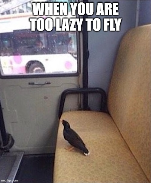 WHEN YOU ARE TOO LAZY TO FLY | image tagged in funny memes | made w/ Imgflip meme maker