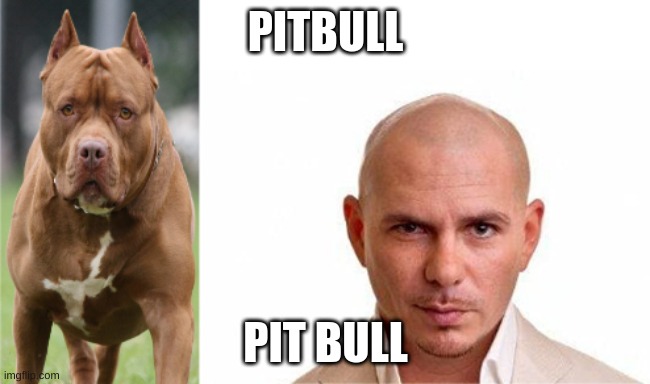 :) | PITBULL; PIT BULL | image tagged in funny,fun | made w/ Imgflip meme maker