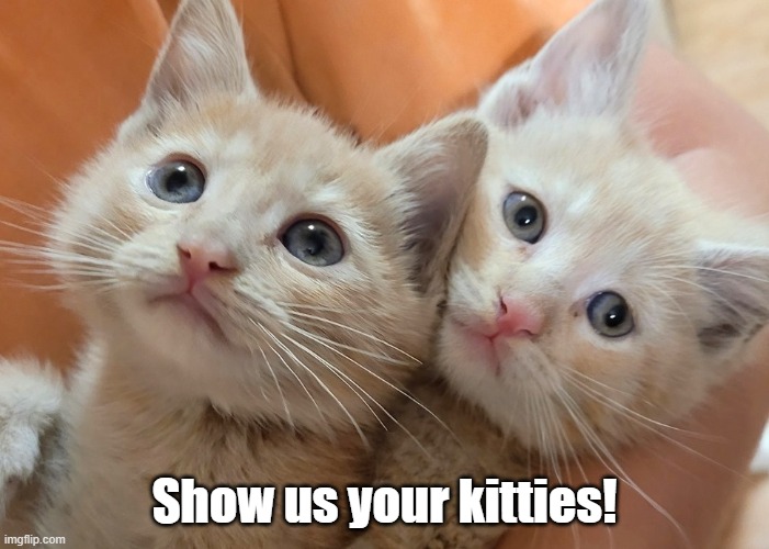 Kitties | Show us your kitties! | image tagged in funny,kittens | made w/ Imgflip meme maker