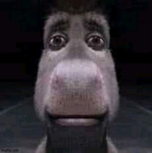 Donkey staring | image tagged in donkey staring | made w/ Imgflip meme maker