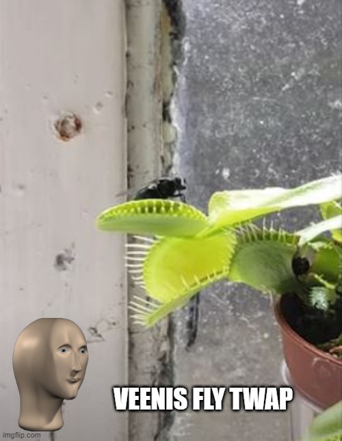 So, Eat? | VEENIS FLY TWAP | image tagged in you had one job | made w/ Imgflip meme maker