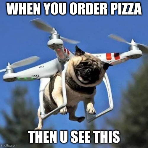 Flying Pug |  WHEN YOU ORDER PIZZA; THEN U SEE THIS | image tagged in flying pug | made w/ Imgflip meme maker