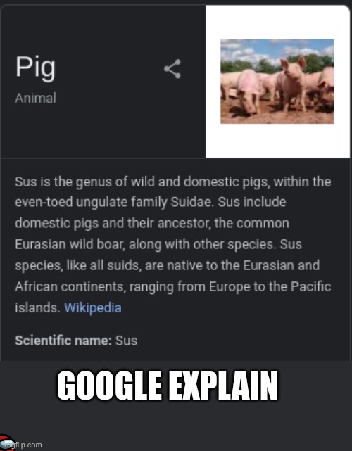 Google??? | GOOGLE EXPLAIN | image tagged in pig,sus,among us | made w/ Imgflip meme maker