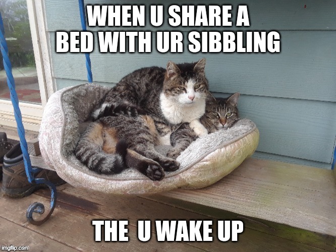 CAT ON CAT | WHEN U SHARE A BED WITH UR SIBBLING; THE  U WAKE UP | image tagged in cat on cat | made w/ Imgflip meme maker