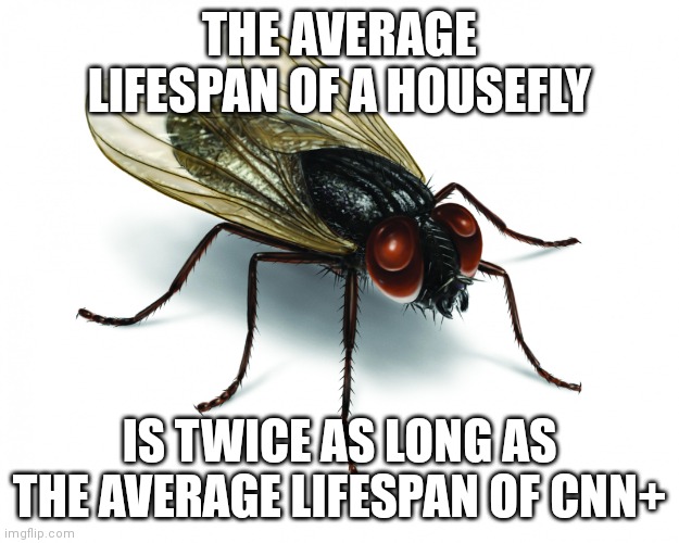Vote Housefly 2020 | THE AVERAGE LIFESPAN OF A HOUSEFLY; IS TWICE AS LONG AS THE AVERAGE LIFESPAN OF CNN+ | image tagged in vote housefly 2020 | made w/ Imgflip meme maker