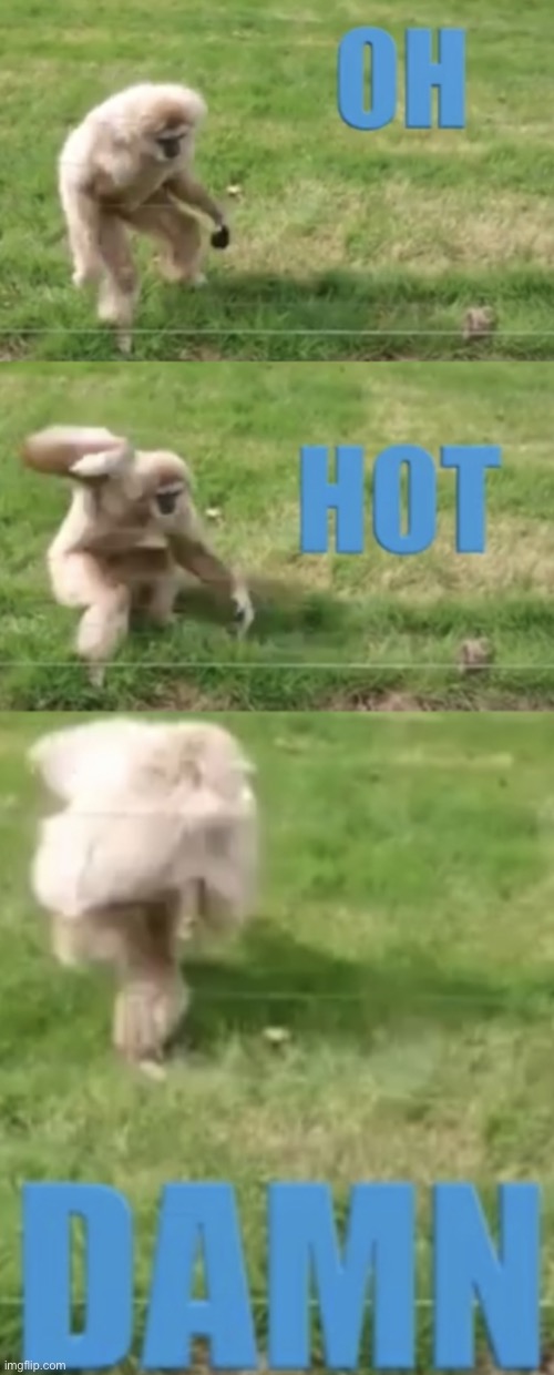 OH HOT DAMN | image tagged in oh hot damn | made w/ Imgflip meme maker