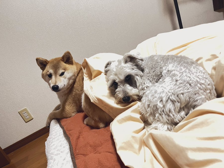 Shiba and Schnauzer Blank Meme Template