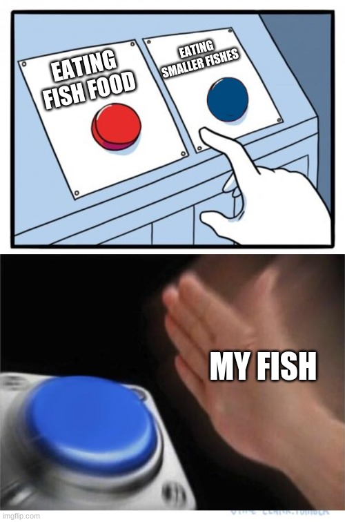 Chad fish |  EATING SMALLER FISHES; EATING FISH FOOD; MY FISH | image tagged in two buttons 1 blue | made w/ Imgflip meme maker