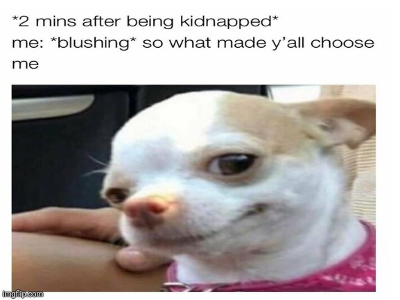 no comment | image tagged in kidnap,dog | made w/ Imgflip meme maker