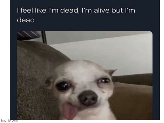 mood | image tagged in dog | made w/ Imgflip meme maker