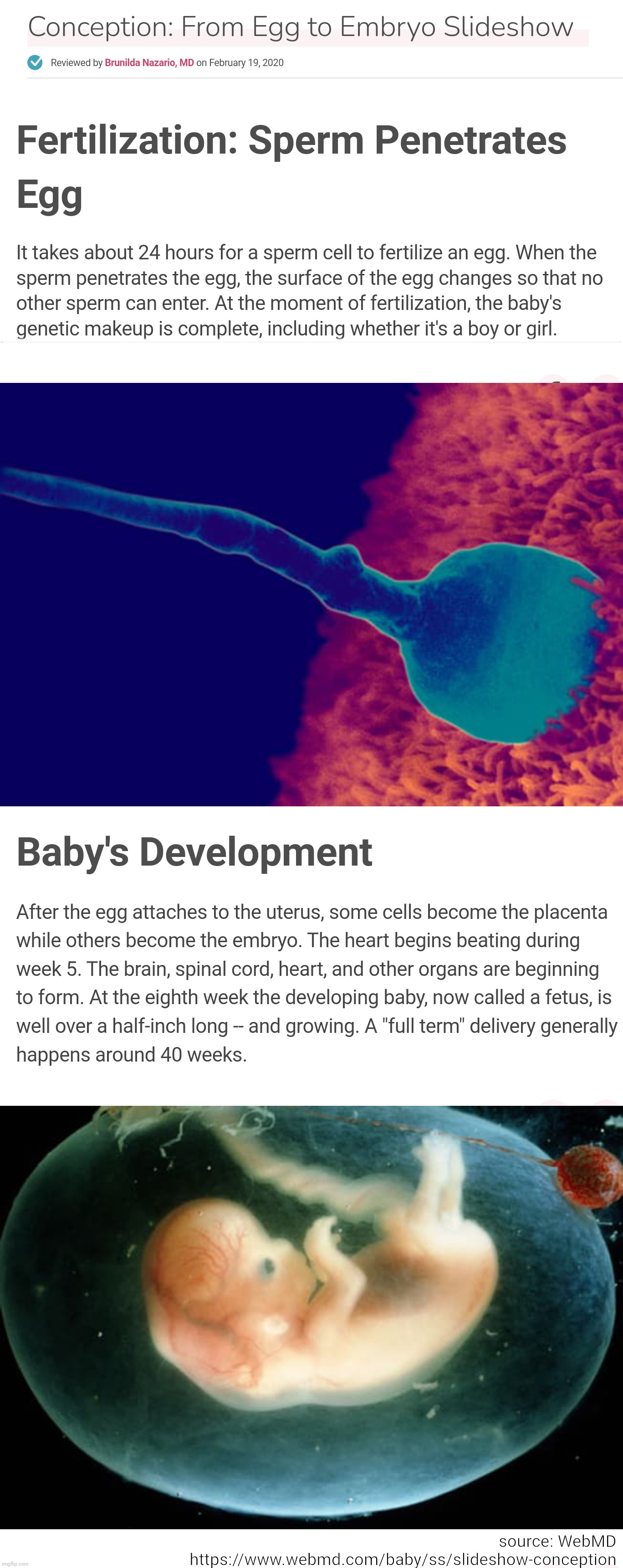 Baby defined as baby before it's born | ___________________________________________________; source: WebMD 
 https://www.webmd.com/baby/ss/slideshow-conception | image tagged in baby,fetus | made w/ Imgflip meme maker