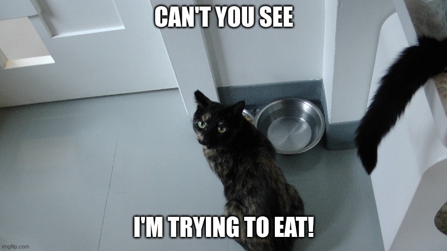 "I'm Trying To Eat" |  CAN'T YOU SEE; I'M TRYING TO EAT! | image tagged in cats,tortoiseshell | made w/ Imgflip meme maker