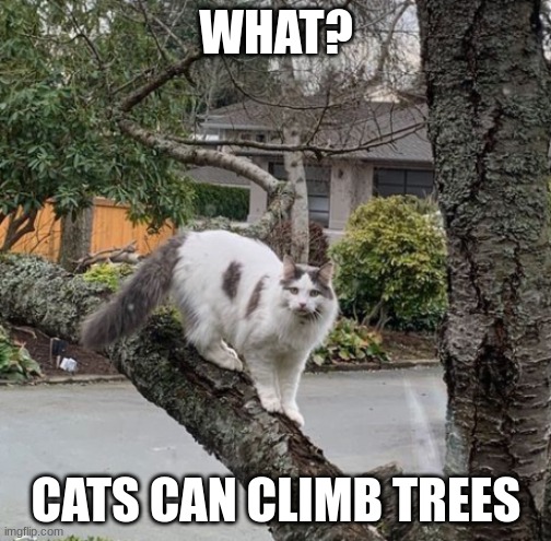 "Cats can Climb Trees" |  WHAT? CATS CAN CLIMB TREES | image tagged in cats | made w/ Imgflip meme maker