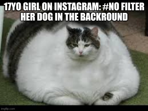 Fat Cat | 17YO GIRL ON INSTAGRAM: #NO FILTER
HER DOG IN THE BACKROUND | image tagged in fat cat | made w/ Imgflip meme maker
