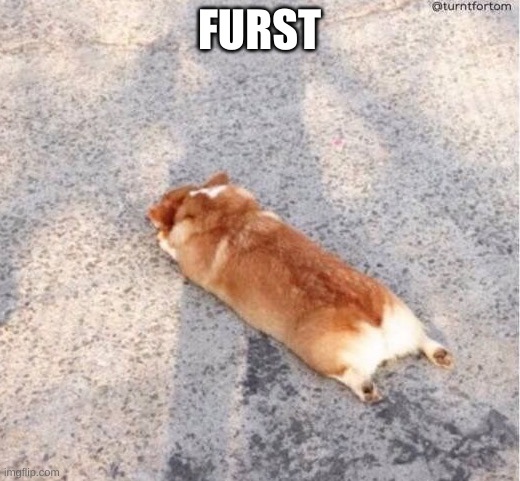 Furst | FURST | image tagged in corgie | made w/ Imgflip meme maker