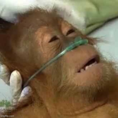 Dying orangutan | image tagged in dying orangutan | made w/ Imgflip meme maker