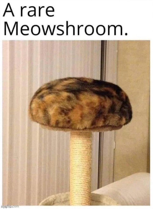 image tagged in meow,shrooms | made w/ Imgflip meme maker