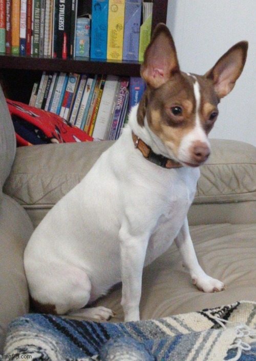 image tagged in momo my dog | made w/ Imgflip meme maker