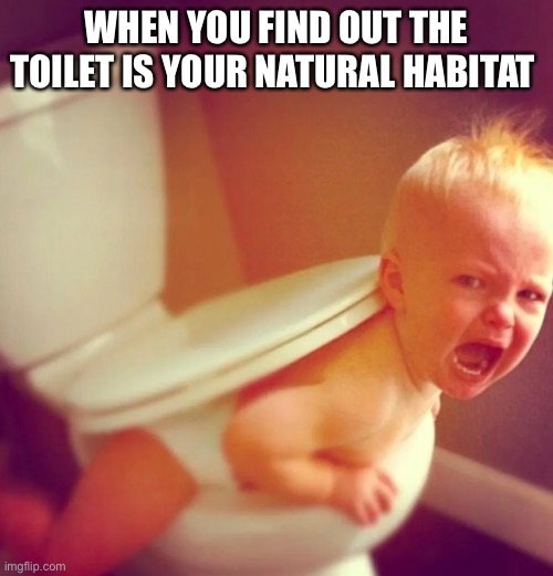 WHEN YOU FIND OUT THE TOILET IS YOUR NATURAL HABITAT | image tagged in toilet | made w/ Imgflip meme maker