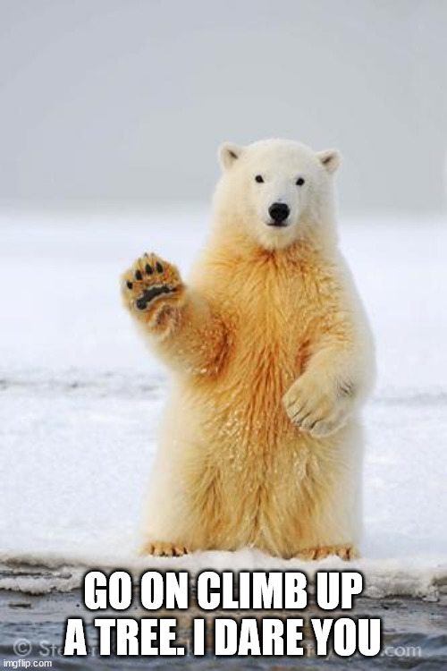 hello polar bear | GO ON CLIMB UP A TREE. I DARE YOU | image tagged in hello polar bear | made w/ Imgflip meme maker