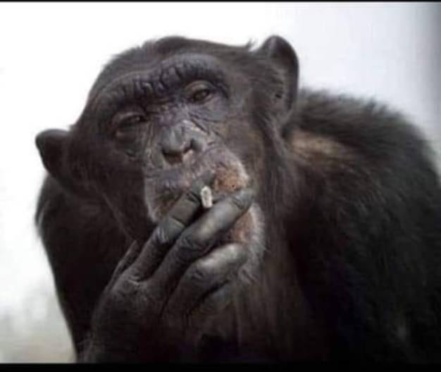 High Quality Fuck Joe Biden Blank Meme Template