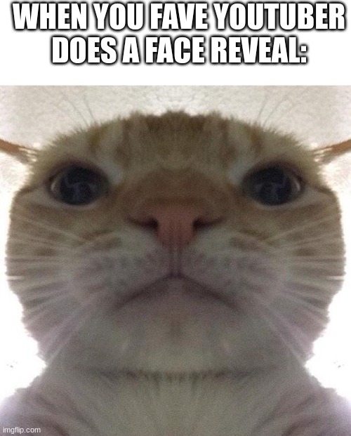 *Insert title here* | WHEN YOU FAVE YOUTUBER DOES A FACE REVEAL: | image tagged in blank white template,staring cat/gusic | made w/ Imgflip meme maker