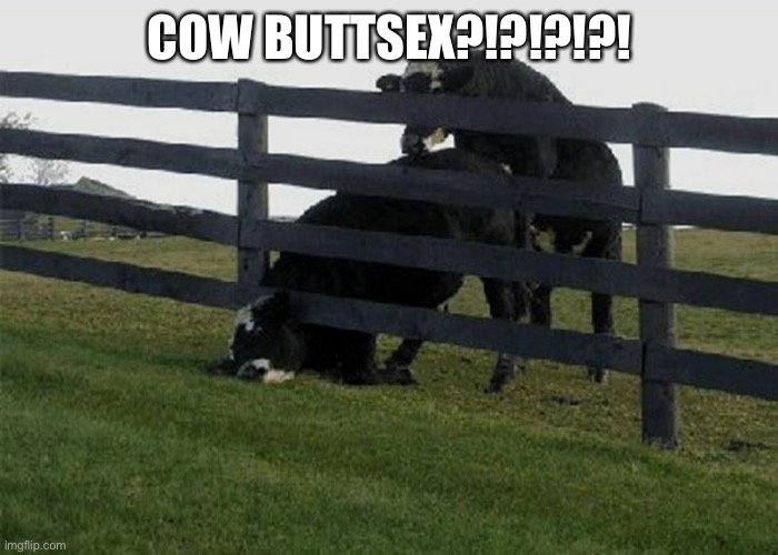 cow stuck in fence | COW BUTTSEX?!?!?!?! | image tagged in cow stuck in fence | made w/ Imgflip meme maker