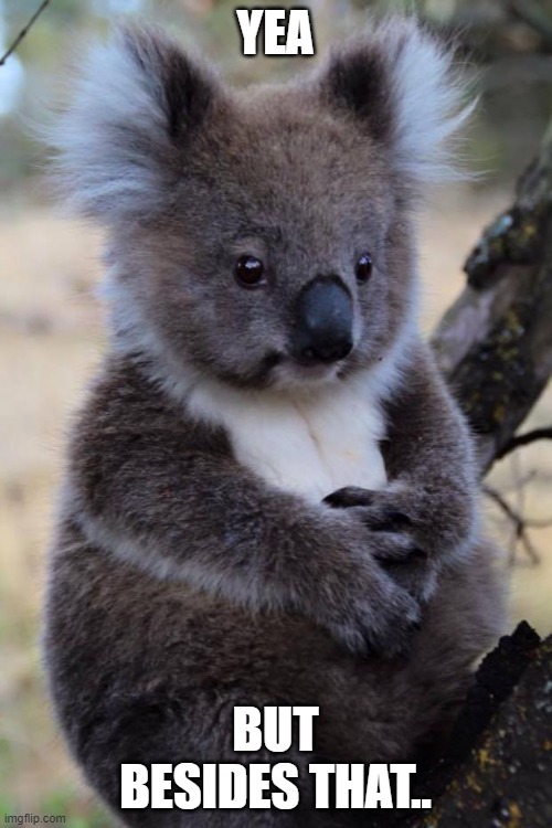 Innocent Koala | YEA BUT BESIDES THAT.. | image tagged in innocent koala | made w/ Imgflip meme maker