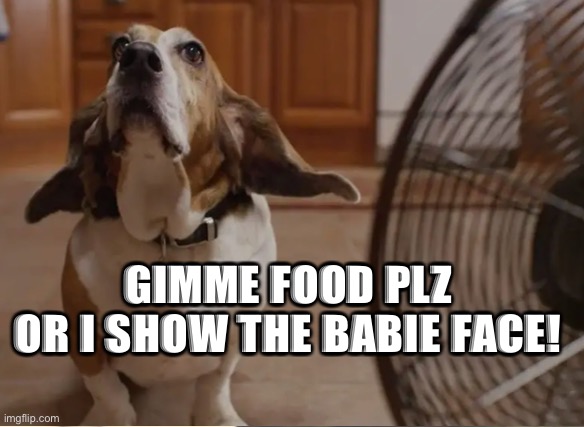 Babie face meme | GIMME FOOD PLZ
OR I SHOW THE BABIE FACE! | image tagged in funny,memes,funny memes | made w/ Imgflip meme maker