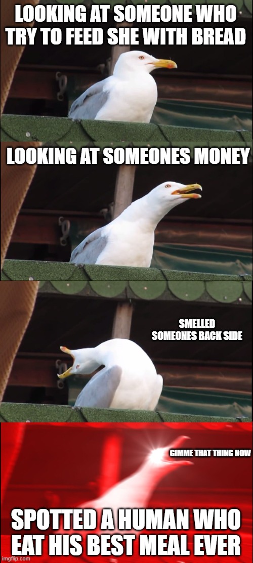 Inhaling Seagull | LOOKING AT SOMEONE WHO TRY TO FEED SHE WITH BREAD; LOOKING AT SOMEONES MONEY; SMELLED SOMEONES BACK SIDE; GIMME THAT THING NOW; SPOTTED A HUMAN WHO EAT HIS BEST MEAL EVER | image tagged in memes,inhaling seagull | made w/ Imgflip meme maker