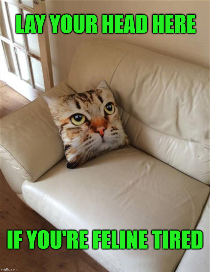 LAY YOUR HEAD HERE; IF YOU'RE FELINE TIRED | image tagged in cats | made w/ Imgflip meme maker
