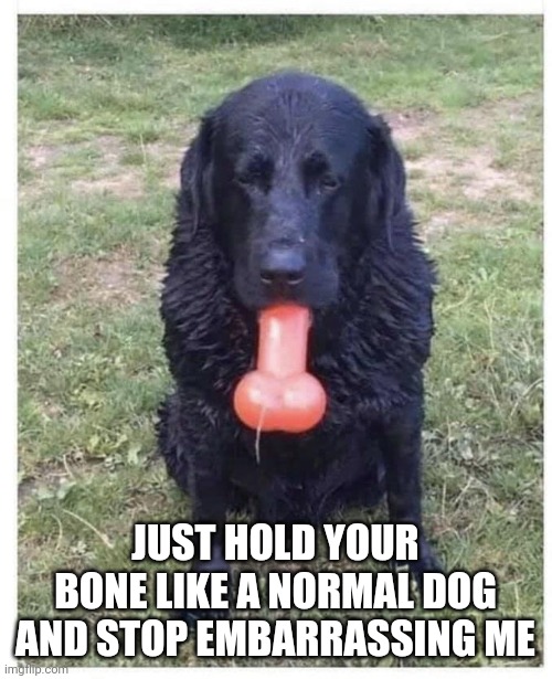 Hold your bone like a normal dog | JUST HOLD YOUR BONE LIKE A NORMAL DOG AND STOP EMBARRASSING ME | image tagged in hold your bone like a normal dog | made w/ Imgflip meme maker