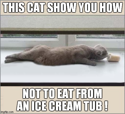 It Keeps Getting Further Away ! | THIS CAT SHOW YOU HOW; NOT TO EAT FROM AN ICE CREAM TUB ! | image tagged in cats,ice cream,frustration | made w/ Imgflip meme maker