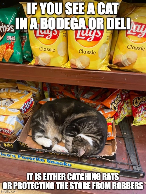 Cat in Bodega | IF YOU SEE A CAT IN A BODEGA OR DELI; IT IS EITHER CATCHING RATS OR PROTECTING THE STORE FROM ROBBERS | image tagged in cats,memes | made w/ Imgflip meme maker