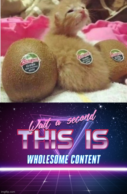 kiwi cat | image tagged in wait a second this is wholesome content,funny,memes,fun,cat,fruit | made w/ Imgflip meme maker