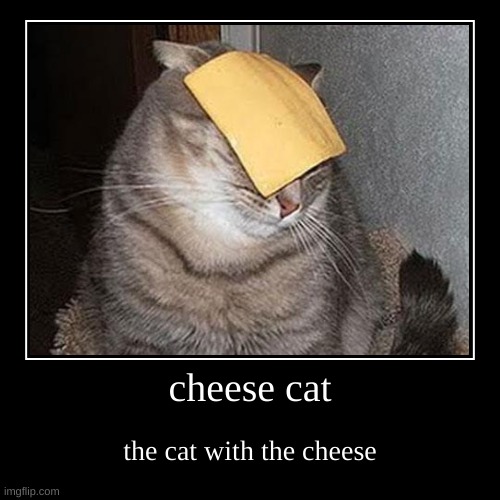 cheese cat the cat with the cheese cheese cat, i put the cheese on 'im | image tagged in funny,demotivationals | made w/ Imgflip demotivational maker