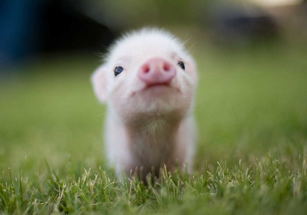 image tagged in cute,animals