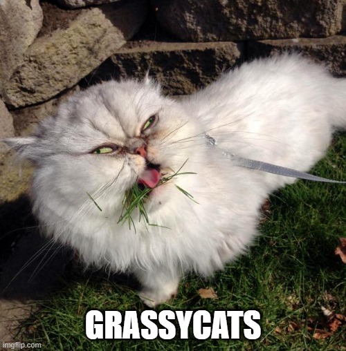 Gracias | GRASSYCATS | image tagged in grassycat,grassyass,gracias | made w/ Imgflip meme maker