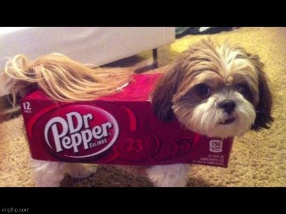 Does anybody want Dr. Pepper? | image tagged in memes,pupper,dr pepper | made w/ Imgflip meme maker