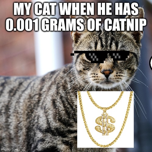 thug life | MY CAT WHEN HE HAS 0.001 GRAMS OF CATNIP | image tagged in cats | made w/ Imgflip meme maker