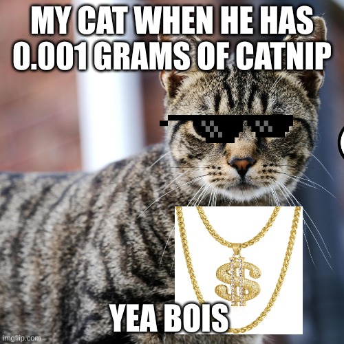 Mah weird cats | MY CAT WHEN HE HAS 0.001 GRAMS OF CATNIP; YEA BOIS | image tagged in change my mind | made w/ Imgflip meme maker