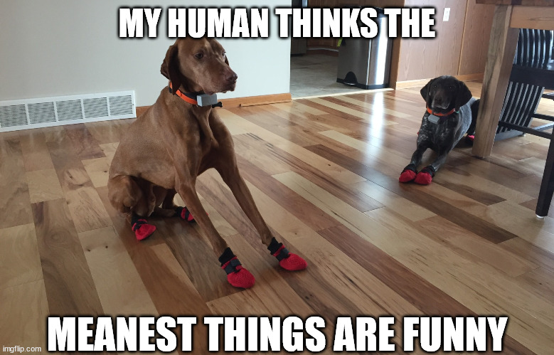 MY HUMAN THINKS THE MEANEST THINGS ARE FUNNY | made w/ Imgflip meme maker